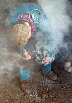 Horse Shoeing DM1390